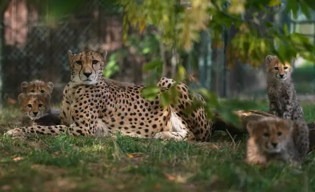 Four of the newly born cheetah quintuplets sitss by its mother, Daenerys, at their enclosure at the zoo in Prague, Czech Republic, Friday, Sept. 25, 2026. (AP Photo/Petr David Josek)