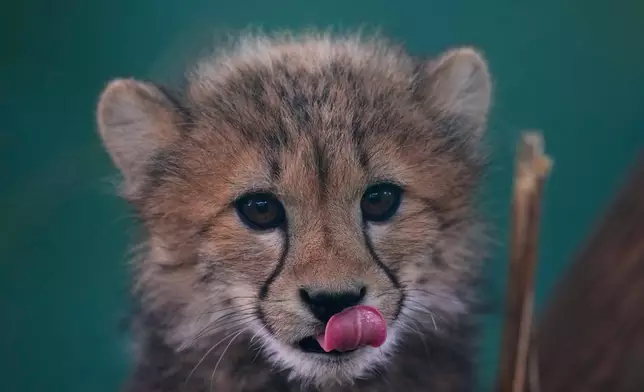 One of the newly born cheetah quintuplets rests at its enclosure at the zoo in Prague, Czech Republic, Friday, Sept. 25, 2026. (AP Photo/Petr David Josek)