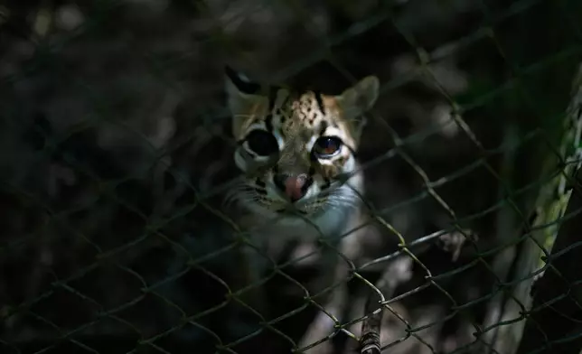 A small spotted wild cat identified as a new species, Leopardus tilcayo, stands inside Senda Verde wildlife sanctuary in Bolivia's Yungas region, near Coroico, Sunday, Sept. 20, 2026. (AP Photo/Juan Karita)