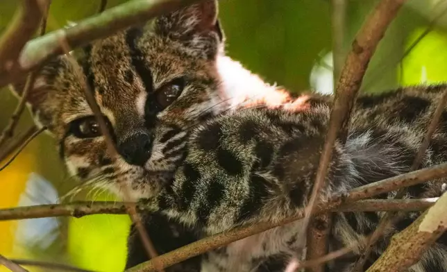 A small spotted wild cat identified as a new species, Leopardus tilcayo, rests inside Senda Verde wildlife sanctuary in Bolivia's Yungas region near Coroico, Sunday, Sept. 20, 2026. (AP Photo/Juan Karita)
