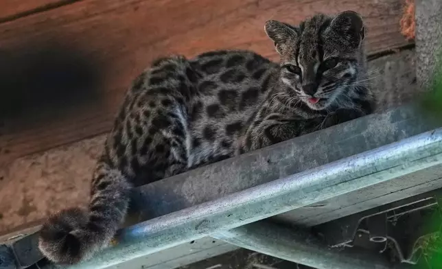 A small spotted wild cat identified as a new species, Leopardus tilcayo, rests inside Senda Verde wildlife sanctuary in Bolivia's Yungas region near Coroico, Bolivia, Sunday, Sept. 20, 2026. (AP Photo/Juan Karita)