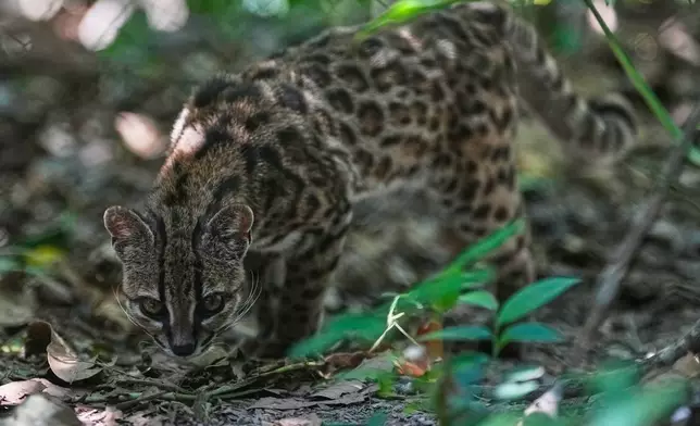 A small spotted wild cat identified as a new species, Leopardus tilcayo, walks inside Senda Verde wildlife sanctuary in Bolivia's Yungas region, near Coroico, Sunday, Sept. 20, 2026. (AP Photo/Juan Karita)