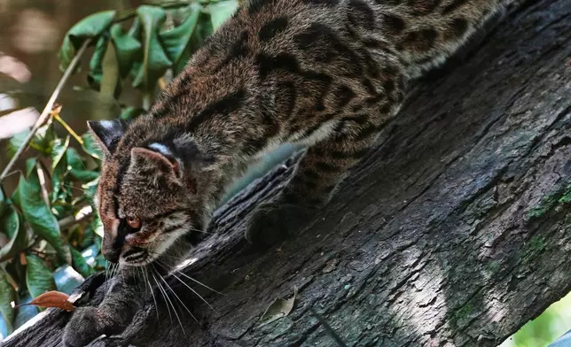 A small spotted wild cat identified as a new species, Leopardus tilcayo, walks inside Senda Verde wildlife sanctuary in Bolivia's Yungas region, near Coroico, Sunday, Sept. 20, 2026. (AP Photo/Juan Karita)