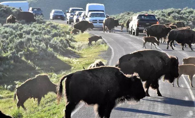FILE - Bison cross a road in Yellowstone National Park, Thursday, June 13, 2024, near Mammoth Hot Springs, Wyo. (AP Photo/Matthew Brown, File)