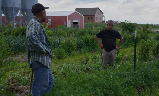 Reginaldo Haslett-Marroquin, right, talks with his brother and farm manager, Cesar Marroquin, in a small field of vegetables growing on his farm, Salvatierra Farms, in Northfield, Minn., Friday, June 19, 2026. (AP Photo/Jessie Wardarski)