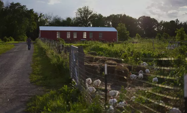 Male chickens forage at Salvatierra Farms as part of the Tree Range Farms ecosystem in Northfield, Minn., Friday, June 19, 2026. (AP Photo/Jessie Wardarski)