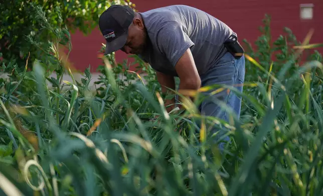 Caesar Marroquin clips garlic scapes in a small vegetable garden at Salvatierra Farms in Northfield, Minn., Friday, June 19, 2026. (AP Photo/Jessie Wardarski)