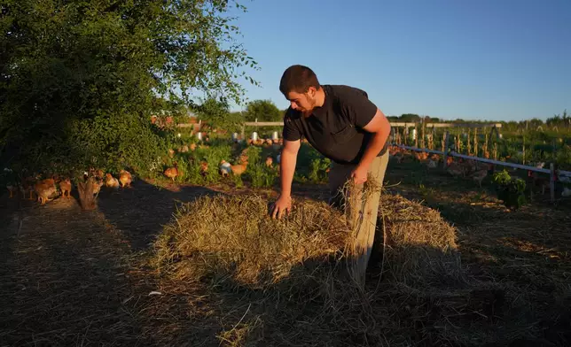 Lars Marroquin-Haslett spreads hay for the chickens at Salvatierra Farms on Saturday, June 20, 2026, in Northfield, Minn. (AP Photo/Jessie Wardarski)