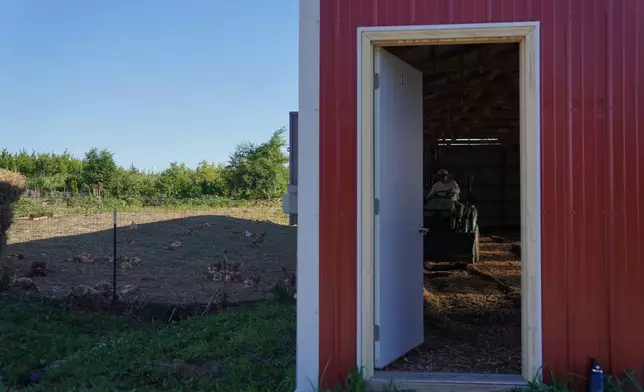 Carlos Rosales, director of research and development at Salvatierra Farms, flips the bed of a paddock on Friday, June 19, 2026, in Northfield, Minn. (AP Photo/Jessie Wardarski)