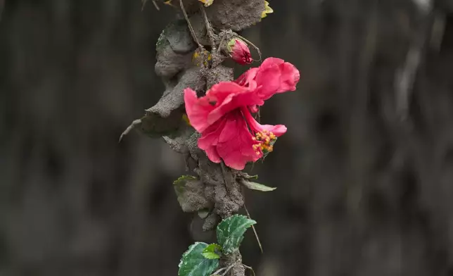 A hibiscus flower blooms from a muddy stem covered in silt in the aftermath of flash floods in Dhading District, Nepal, Sunday, Aug. 30, 2026. (AP Photo/Niranjan Shrestha)