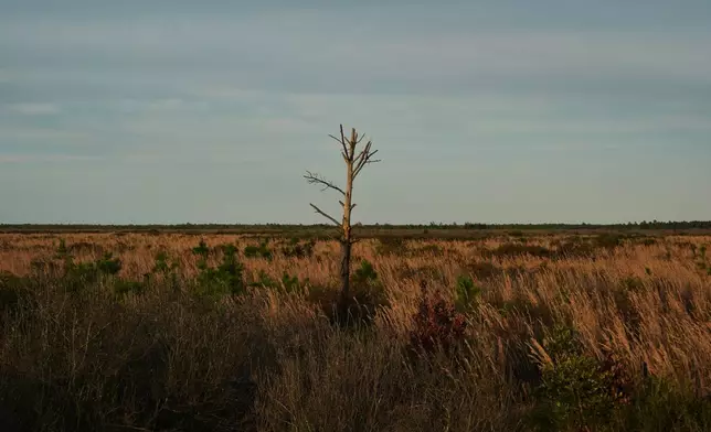 A fire-damaged tree stands in an area of peatland Tuesday, May 5, 2026, in Belhaven, N.C. (AP Photo/Joshua A. Bickel)