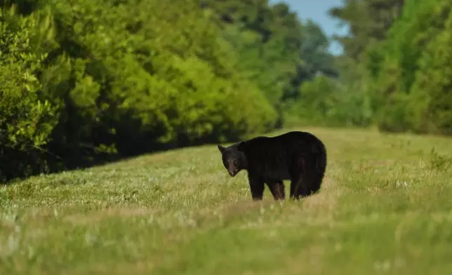 A juvenile black bear walks through a clearing where peatlands are being restored Tuesday, May 5, 2026, in Belhaven, N.C. (AP Photo/Joshua A. Bickel)