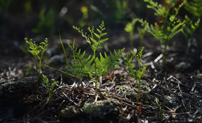 A bracken plant grows out of peatland soil Wednesday, May 6, 2026, in Belhaven, N.C. (AP Photo/Joshua A. Bickel)