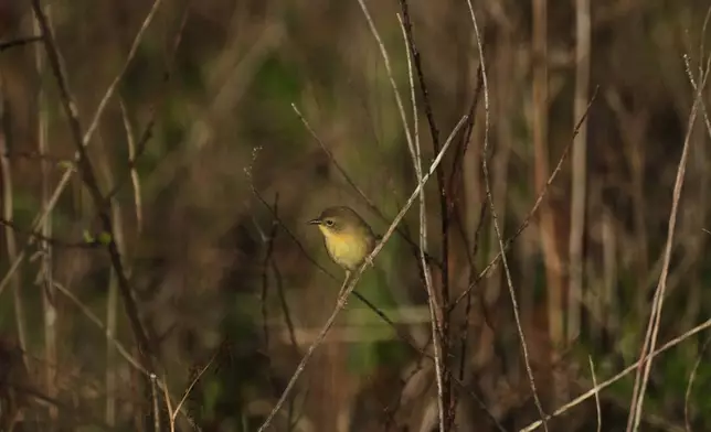 A common yellowthroat perches on a branch where peatlands are being restored Wednesday, May 6, 2026, in Belhaven, N.C. (AP Photo/Joshua A. Bickel)