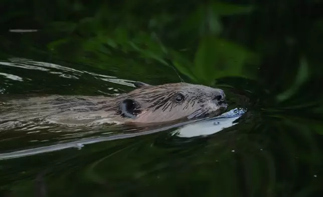 A beaver swims in a creek at the Pocosin Lakes National Wildlife Refuge, Wednesday, May 6, 2026, in Belhaven, N.C. (AP Photo/Joshua A. Bickel)