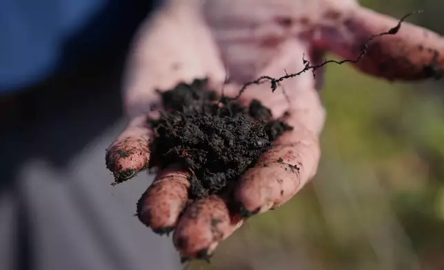 Curtis Richardson, an ecology professor at Duke University, holds peat soil Wednesday, May 6, 2026, in Belhaven, N.C. (AP Photo/Joshua A. Bickel)