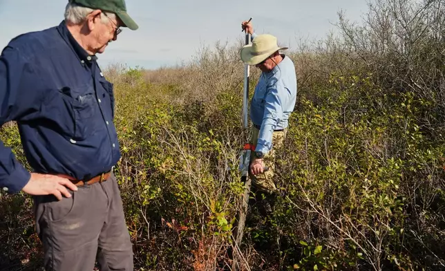 Neal Flanagan, right, a research scientist at Duke University, uses a tool to take a soil sample from a peatland as Curt Richardson, an ecology professor at Duke, observes Wednesday, May 6, 2026, in Belhaven, N.C. (AP Photo/Joshua A. Bickel)
