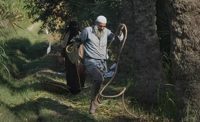 Hajj Ibrahim Rizk prepares to climb his palm tree, as he is helped by his wife, behind, during date harvesting season in Kafr Sendwah village, in Qalyubia on the outskirts of Cairo, Egypt, Tuesday, Sept. 15, 2026. (AP Photo/Amr Nabil)
