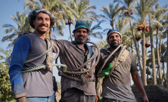 Date harvesters Mohammed Abdel Hamid, Mahmoud Saeed and Hani Abdel Fattah, pose for a photo as they work as palm tree climbers during the date harvest season in Kafr Sendwah village, in Qalyubia on the outskirts of Cairo, Egypt, Tuesday, Sept. 15, 2026. (AP Photo/Amr Nabil)