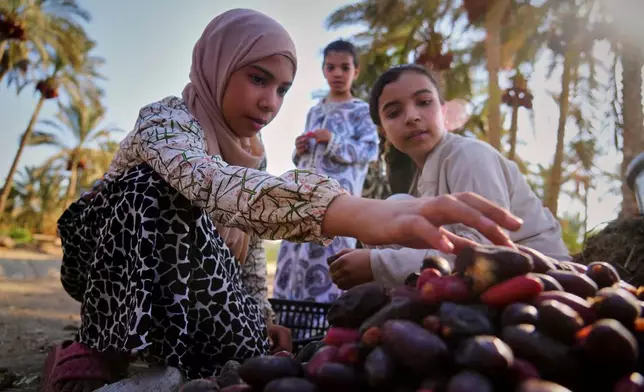 Date tree owners' children sort and classify dates harvested by palm tree climbers in Kafr Sendwah village, in Qalyubia on the outskirts of Cairo, Egypt, Tuesday, Sept. 15, 2026. (AP Photo/Amr Nabil)