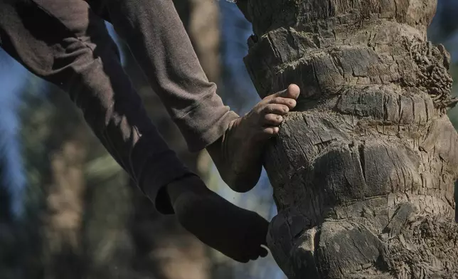 Hajj Ibrahim Rizk climbs his palm tree to harvest dates in Kafr Sendwah village, in Qalyubia on the outskirts of Cairo, Egypt, Tuesday, Sept. 15, 2026. (AP Photo/Amr Nabil)