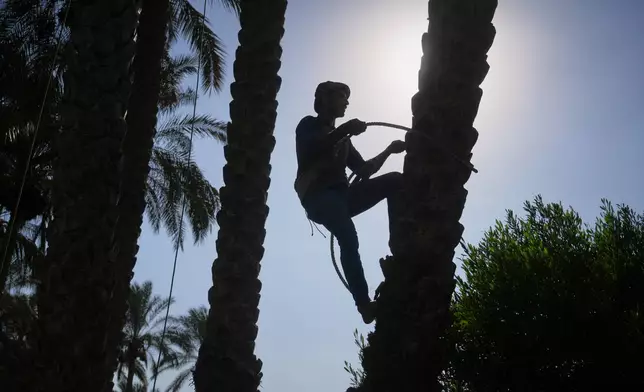 A palm tree climber works to harvest dates in Kafr Sendwah village, in Qalyubia on the outskirts of Cairo, Egypt, Tuesday, Sept. 15, 2026. (AP Photo/Amr Nabil)