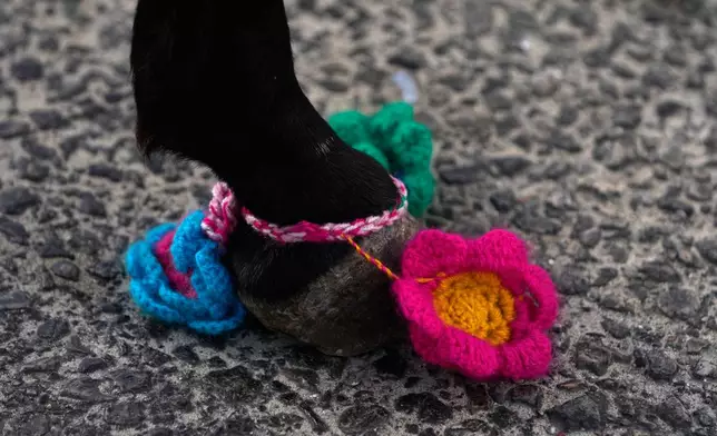 Colored ribbons decorated a donkey leg during the traditional summer donkey race in Roum village, southern Lebanon, Sunday, Sept. 6, 2026. (AP Photo/Hussein Malla)