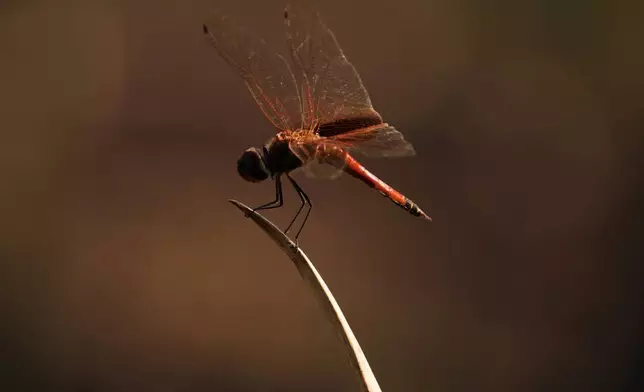 A dragonfly lands on a reed at the Santa Ana Wildlife Refuge in Alamo, Texas, Tuesday, Aug. 25, 2026. (AP Photo/Eric Gay)