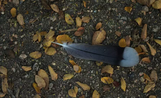 A bird feather rests on leaves at the Santa Ana Wildlife Refuge in Alamo, Texas, Monday, Aug. 24, 2026. (AP Photo/Eric Gay)