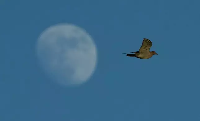 A bird flies over the Santa Ana Wildlife Refuge in Alamo, Texas, Monday, Aug. 24, 2026. (AP Photo/Eric Gay)