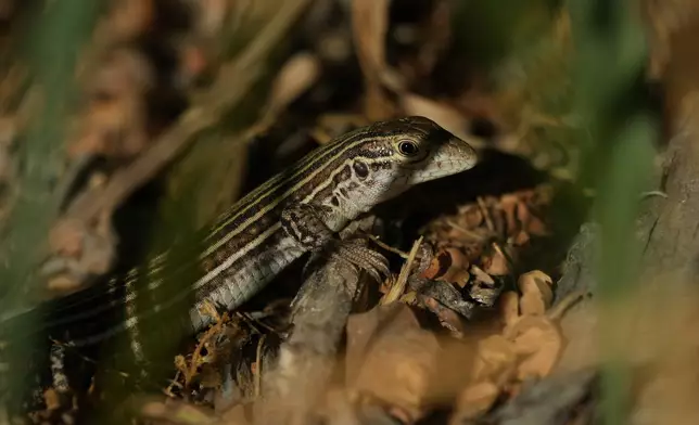 A lizard moves through the Santa Ana Wildlife Refuge in Alamo, Texas, Monday, Aug. 24, 2026. (AP Photo/Eric Gay)