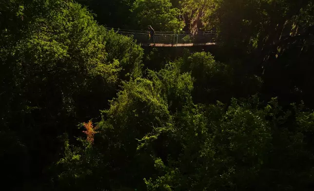 A visitor crosses a sky bridge at the Santa Ana Wildlife Refuge in Alamo, Texas, Tuesday, Aug. 25, 2026. (AP Photo/Eric Gay)
