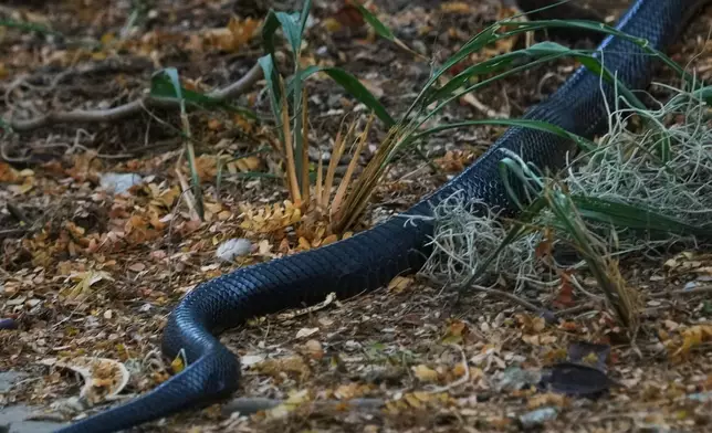 A snake moves through the Santa Ana Wildlife Refuge in Alamo, Texas, Tuesday, Aug. 25, 2026. (AP Photo/Eric Gay)