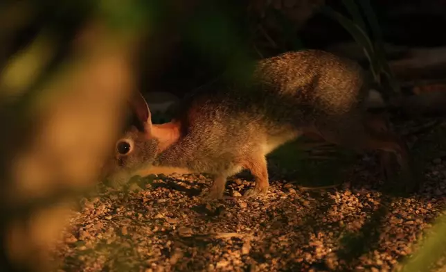 A rabbit runs through the Santa Ana Wildlife Refuge in Alamo, Texas, Tuesday, Aug. 25, 2026. (AP Photo/Eric Gay)