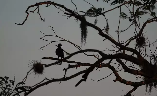 A bird rests in a tree at the Santa Ana Wildlife Refuge in Alamo, Texas, Monday, Aug. 24, 2026. (AP Photo/Eric Gay)