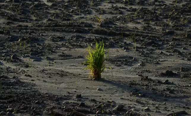 Sprouts emerge from a corn cob amid debris left behind in the aftermath of flash floods along the banks of the Trishuli River in Nepal's Nuwakot district, Tuesday, Sept. 22, 2026. (AP Photo/Niranjan Shrestha)