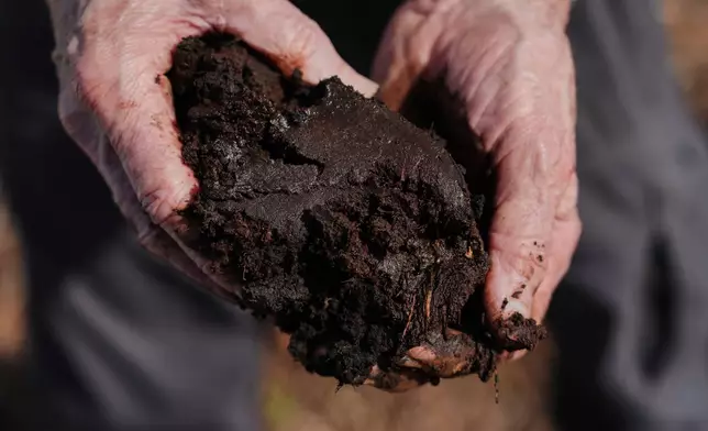 Curtis Richardson, an ecology professor at Duke University, holds peat soil Wednesday, May 6, 2026, in Belhaven, N.C. (AP Photo/Joshua A. Bickel)