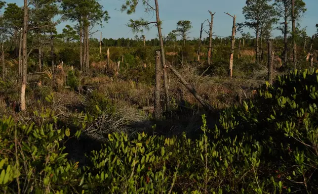 Fire-damaged trees stand in an area of peatland Tuesday, May 5, 2026, in Belhaven, N.C. (AP Photo/Joshua A. Bickel)