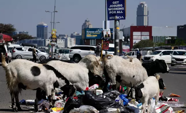 Goats forage through piles of household waste on the street in Alexandra township, Johannesburg, South Africa, Friday, Sept. 11, 2026. (AP Photo/Themba Hadebe)