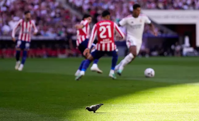 A pigeon stands on the pitch as Real Madrid's Jude Bellingham runs with the ball, right, during a Spanish La Liga soccer match between Atletico Madrid and Real Madrid in Madrid, Sunday, Sept. 20, 2026. (AP Photo/Bernat Armangue)