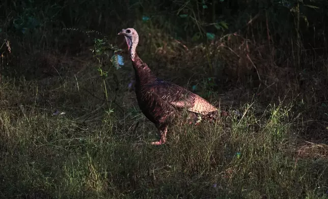 FILE - A female turkey walks through a forested area, Sept. 26, 2025, in Cincinnati. (AP Photo/Joshua A. Bickel, File)