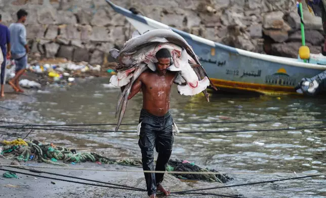 A fisherman carries his catch, including hammerhead sharks, ashore at the Sirah fish market in Aden, Yemen, Tuesday, Sept. 15, 2026. (AP Photo/Abdulnasser Alseddik)