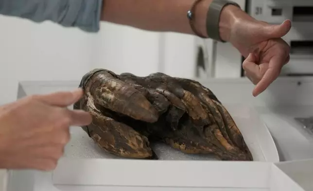 Chrissy Garcia, curator and manager of Stanford Doerr School of Sustainability, specimen collection, gestures toward a fossilized tooth of a Pacific mastodon during an interview, Tuesday, Sept. 15, 2026, in Palo Alto, Calif. (AP Photo/Jeff Chiu)