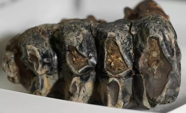 A fossilized tooth of a Pacific mastodon, left, is displayed during an interview in the Stanford Doerr School of Sustainability, Tuesday, Sept. 15, 2026, in Palo Alto, Calif. (AP Photo/Jeff Chiu)