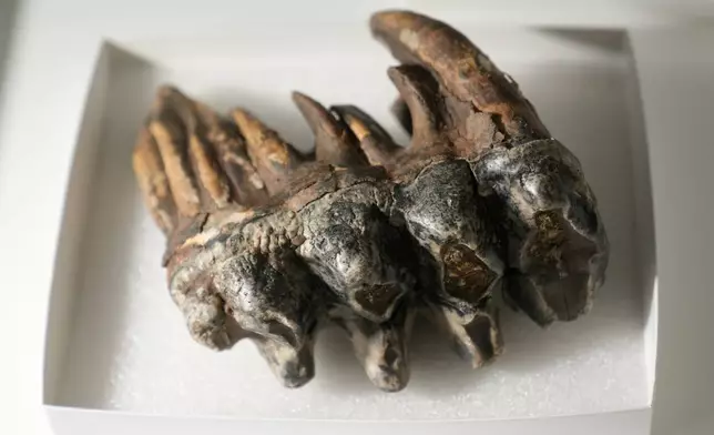A fossilized tooth of a Pacific mastodon, left, is displayed during an interview in the Stanford Doerr School of Sustainability, Tuesday, Sept. 15, 2026, in Palo Alto, Calif. (AP Photo/Jeff Chiu)