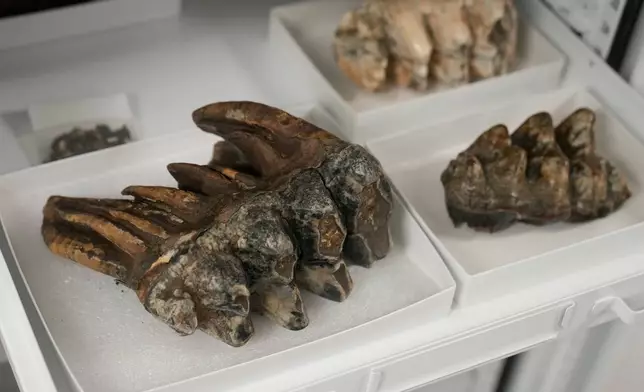 A fossilized tooth of a Pacific mastodon, left, is displayed during an interview in the Stanford Doerr School of Sustainability, Tuesday, Sept. 15, 2026, in Palo Alto, Calif. (AP Photo/Jeff Chiu)