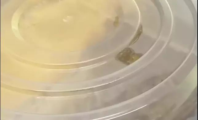 A customer found a live baby rat wriggling inside a takeaway container. Photo source: Screenshot of online video