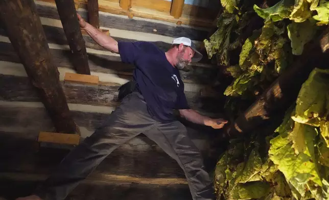 Bobby Wright, with the Oxford Tobacco Research Station, balances between two beams of a log barn while hanging sticks of tobacco at the State Fair in Raleigh, N.C., on Oct. 16, 2026. (AP Photo/Allen G. Breed)