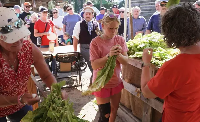 Sophie Sunday, center, gathers tobacco leaves as she competes in the tobacco stringing contest with her mother Annie, right, and great-aunt Darlene Rappa at the North Carolina State Fair in Raleigh on Friday, Oct. 16, 2026. (AP Photo/Allen G. Breed)