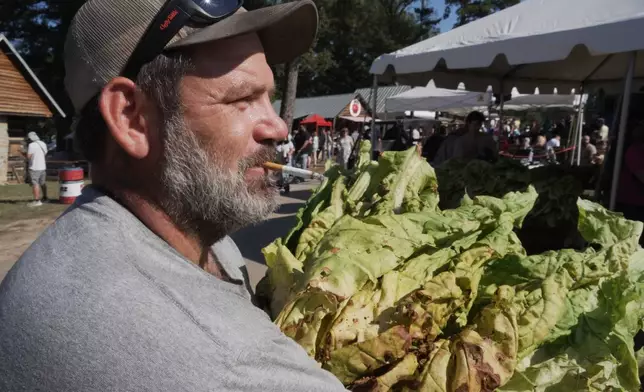 Josh Ramsey, an employee at the Oxford Tobacco Research Station, smokes a cigarette as he carries a bundle of tobacco leaves for the annual tobacco stringing contest at the State Fair in Raleigh, N.C., on Friday, Oct. 16, 2026. (AP Photo/Allen G. Breed)
